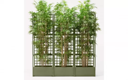 AGAVE Dostępny